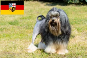 Read more about the article Criadores de Löwchen e cachorros em Saarland