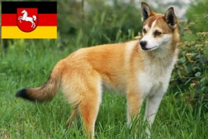 Read more about the article Criadores de Lundehund norueguês e cachorros na Baixa Saxónia