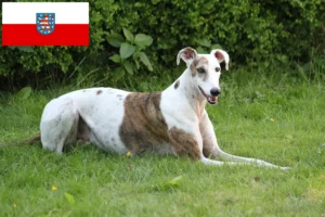 Read more about the article Magyar Agar criadores e cachorros em Thuringia