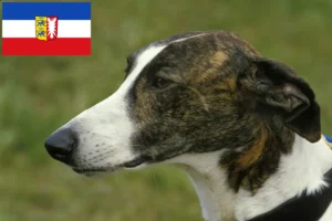 Read more about the article Criadores de Magyar Agar e cachorros em Schleswig-Holstein