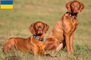 Read more about the article Criadores de Magyar Vizsla e cachorros na Ucrânia