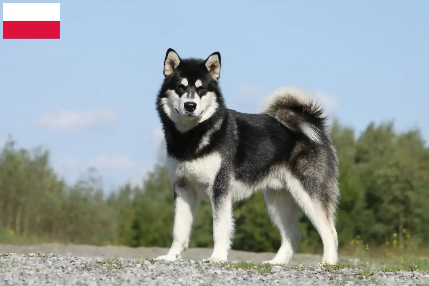 Read more about the article Criadores de Malamute do Alasca e cachorros na Polónia