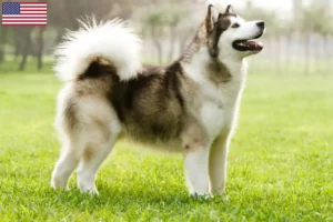 Read more about the article Criadores e cachorros de Malamute do Alasca nos EUA