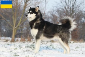 Read more about the article Criadores de Malamute do Alasca e cachorros na Ucrânia