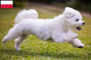 Read more about the article Criadores e cachorros de Maltês na Polónia