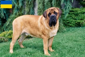 Read more about the article Criadores de Mastiff e cachorros na Ucrânia