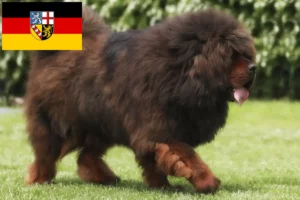 Read more about the article Criador de cães tibetanos e cachorros em Saarland