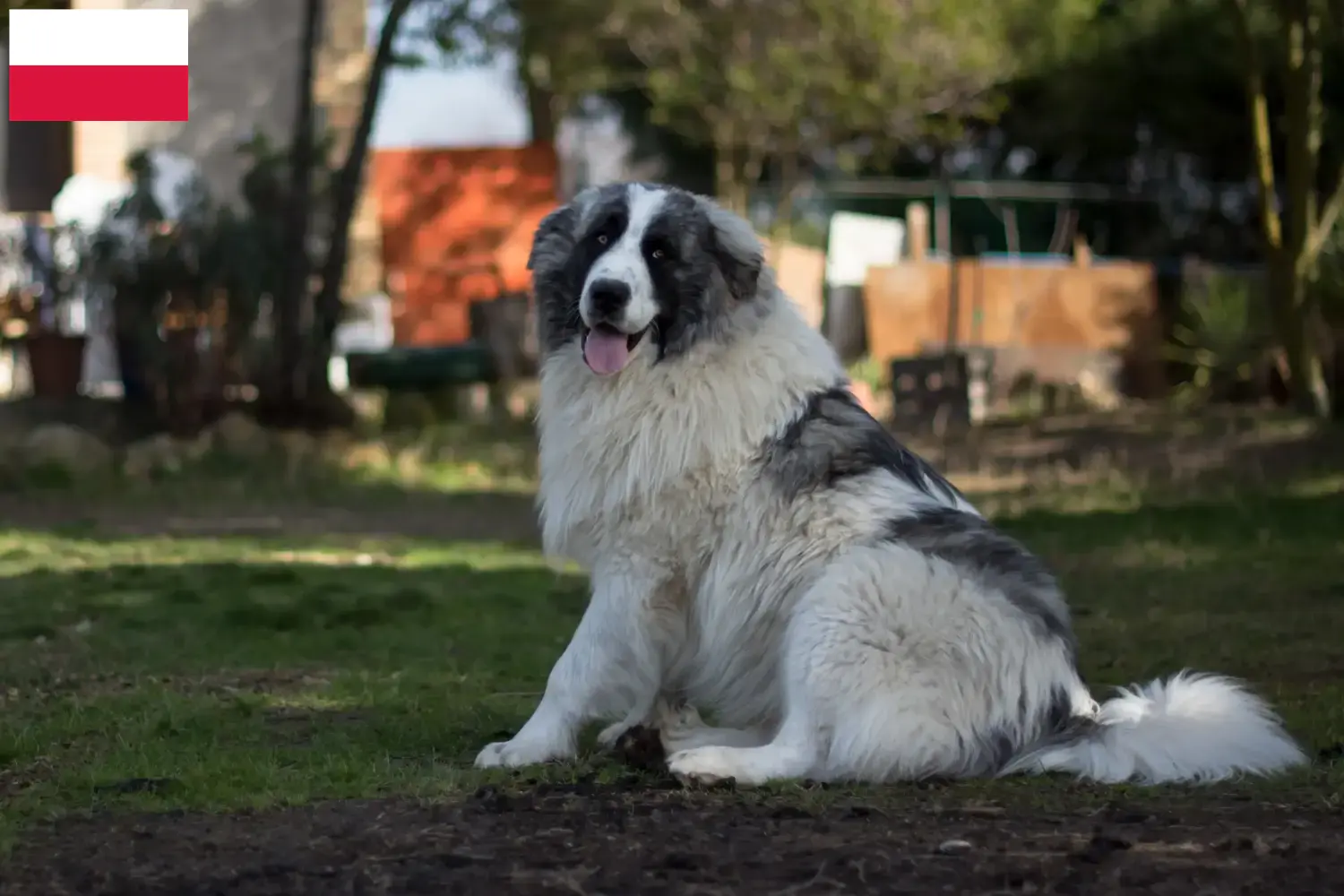 Read more about the article Criadores de Mastín del Pirineo e cachorros na Polónia