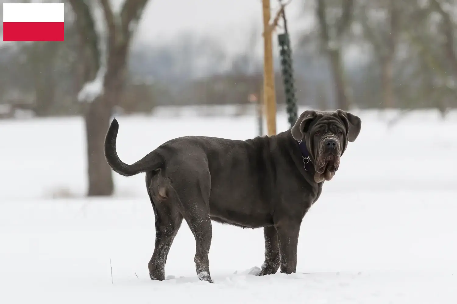 Read more about the article Criadores de Mastino Napoletano e cachorros na Polónia