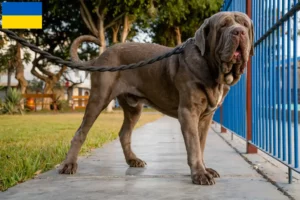 Read more about the article Criadores de Mastino Napoletano e cachorros na Ucrânia