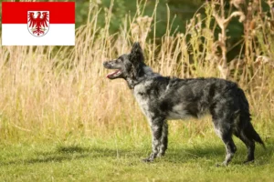 Read more about the article Criadores de mudi e cachorros em Brandenburg