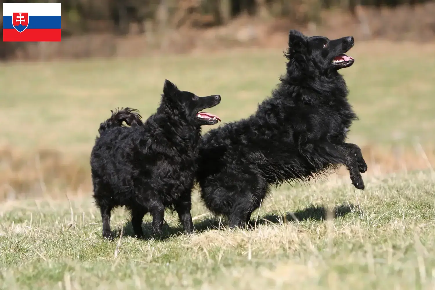 Read more about the article Criadores de mudi e cachorros na Eslováquia