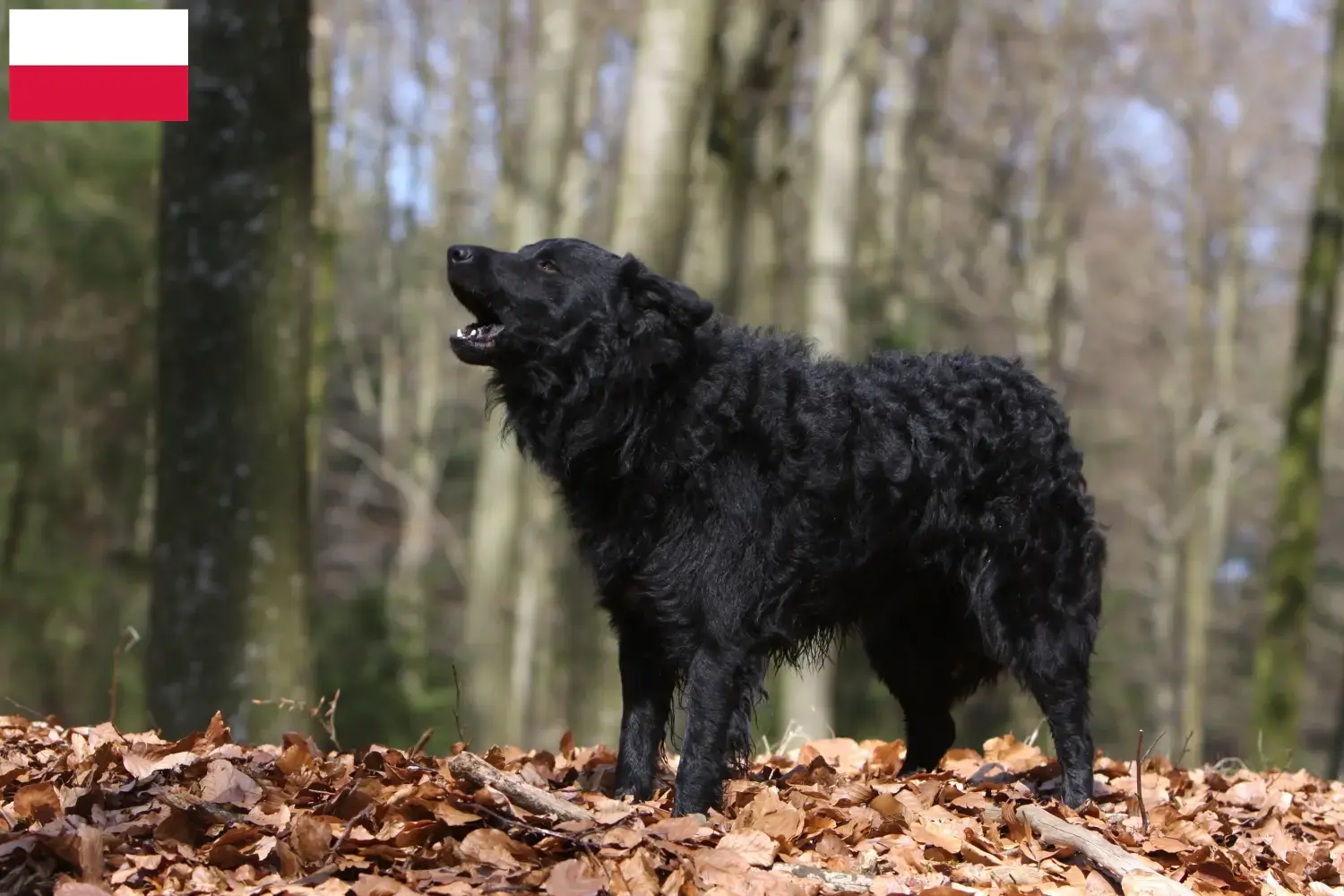 Read more about the article Criadores de Mudi e cachorros na Polónia