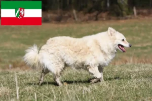 Read more about the article Criadores de Mudi e cachorros na Renânia do Norte-Vestefália