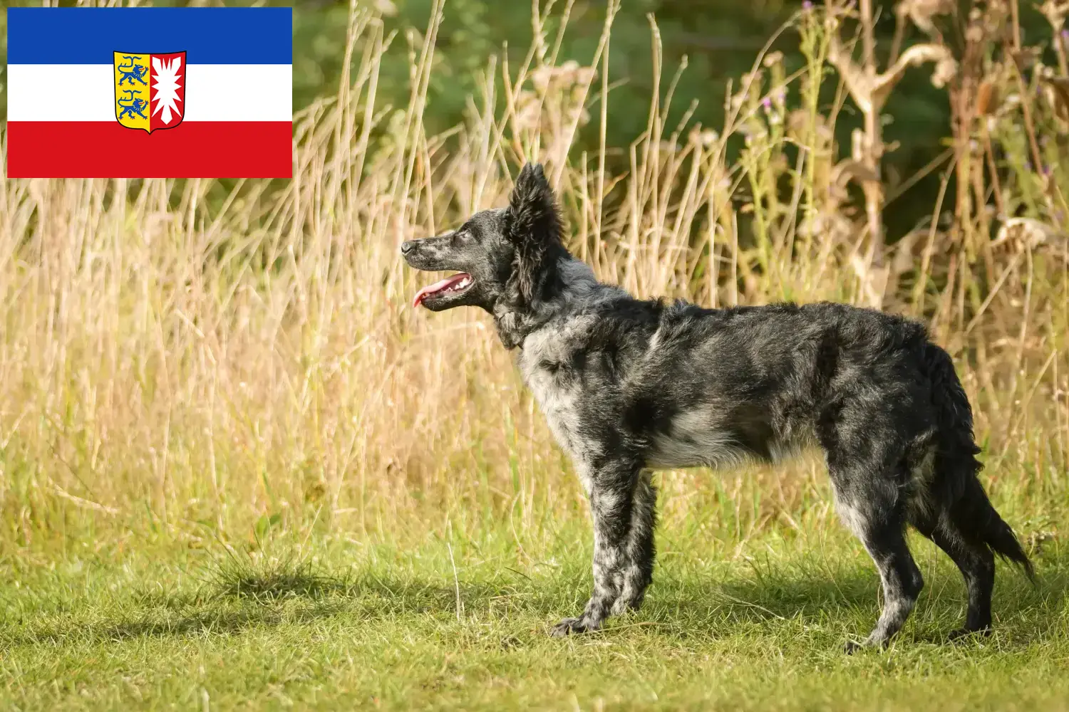 Read more about the article Criadores de mudi e cachorros em Schleswig-Holstein