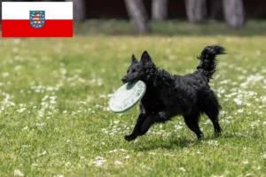 Read more about the article Criadores de mudi e cachorros em Thuringia