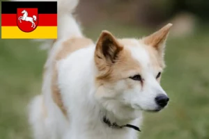 Read more about the article Criadores de Norrbottenspitz e cachorros na Baixa Saxónia