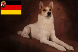 Read more about the article Criadores de Norrbottenspitz e cachorros em Rhineland-Palatinate