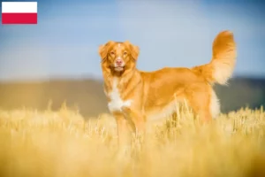 Read more about the article Nova Escócia Duck Tolling Retriever criadores e cachorros na Polónia