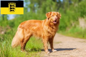 Read more about the article Nova Escócia Duck Tolling Retriever criadores e cachorros em Baden-Württemberg