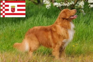 Read more about the article Nova Escócia Duck Tolling Retriever criadores e cachorros em Bremen