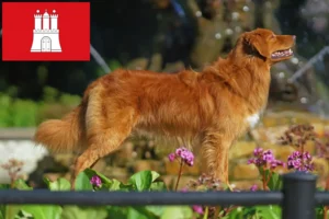 Read more about the article Nova Escócia Duck Tolling Retriever criadores e cachorros em Hamburgo