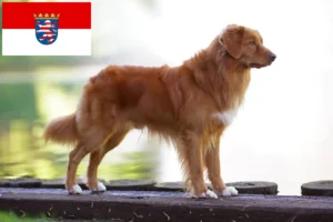 Read more about the article Nova Escócia Duck Tolling Retriever criadores e cachorros em Hessen