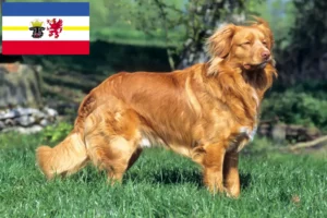 Read more about the article Nova Escócia Duck Tolling Retriever criadores e cachorros em Mecklenburg-Vorpommern