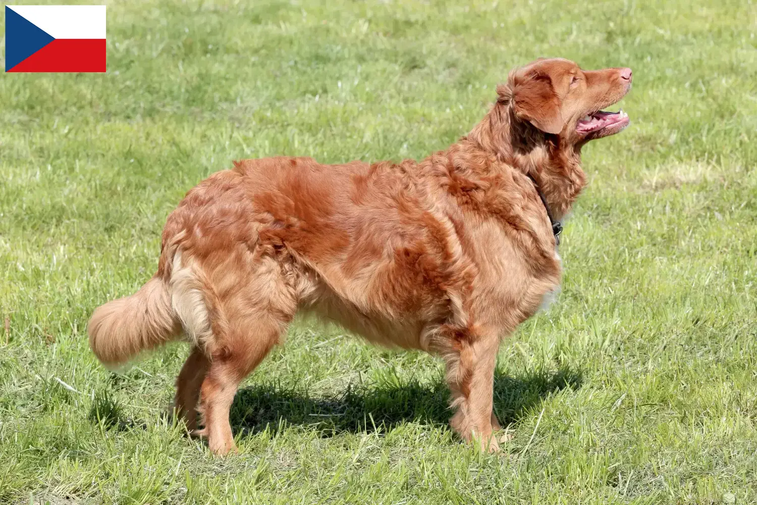 Read more about the article Nova Escócia Duck Tolling Retriever criadores e cachorros na República Checa