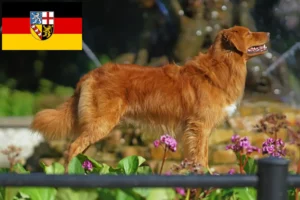 Read more about the article Nova Escócia Duck Tolling Retriever criadores e cachorros em Sarre