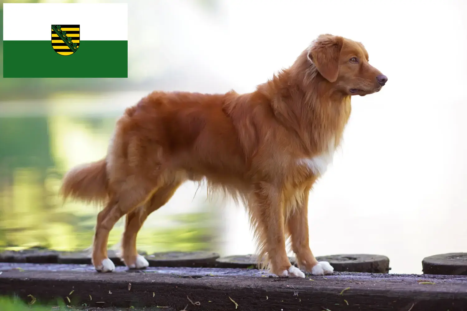 Read more about the article Nova Escócia Duck Tolling Retriever criadores e cachorros em Saxónia