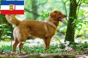 Read more about the article Nova Escócia Duck Tolling Retriever criadores e cachorros em Schleswig-Holstein