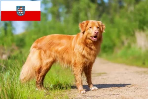 Read more about the article Nova Escócia Duck Tolling Retriever criadores e cachorros em Turíngia