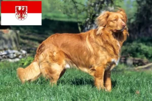 Read more about the article Nova Escócia Duck Tolling Retriever criadores e cachorros em Brandenburg