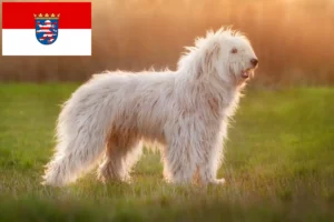 Read more about the article Criador de Ovtcharka do Sul da Rússia e cachorros em Hesse