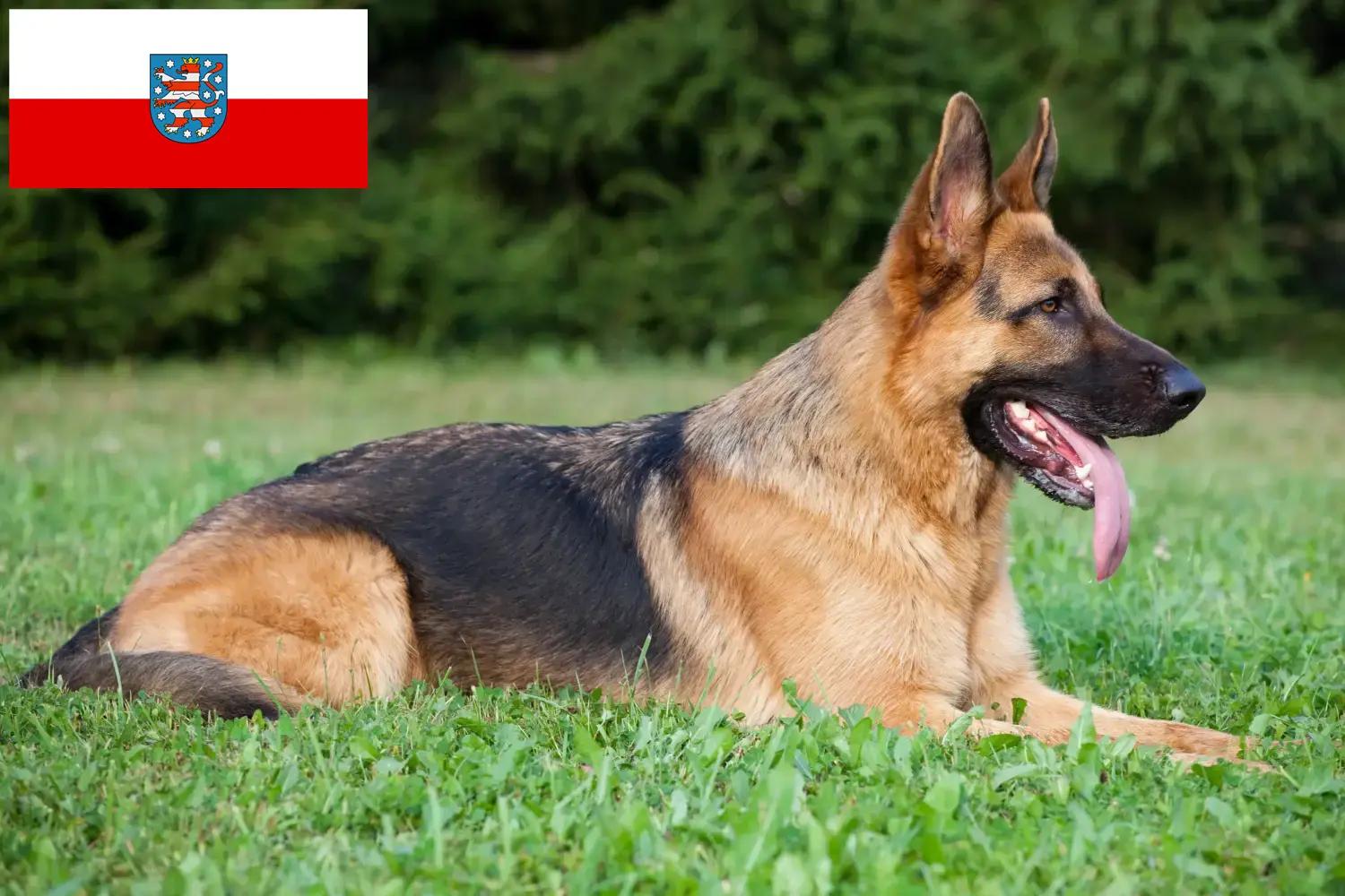 Read more about the article Criadores de cães de pastor e cachorros na Turíngia