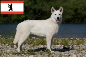 Read more about the article Pastor suíço branco criador de cães e cachorros em Berlim