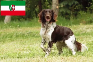 Read more about the article Pequeno Münsterländer criador e cachorros em Renânia do Norte-Vestefália