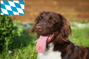 Read more about the article Pequeno Münsterländer criador e cachorros em Baviera