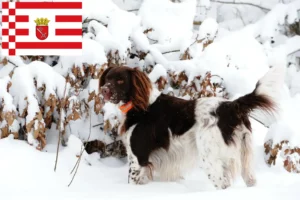 Read more about the article Pequeno Münsterländer criador e cachorros em Bremen