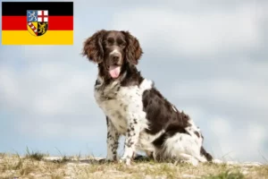 Read more about the article Pequeno Münsterländer criador e cachorros em Saarland