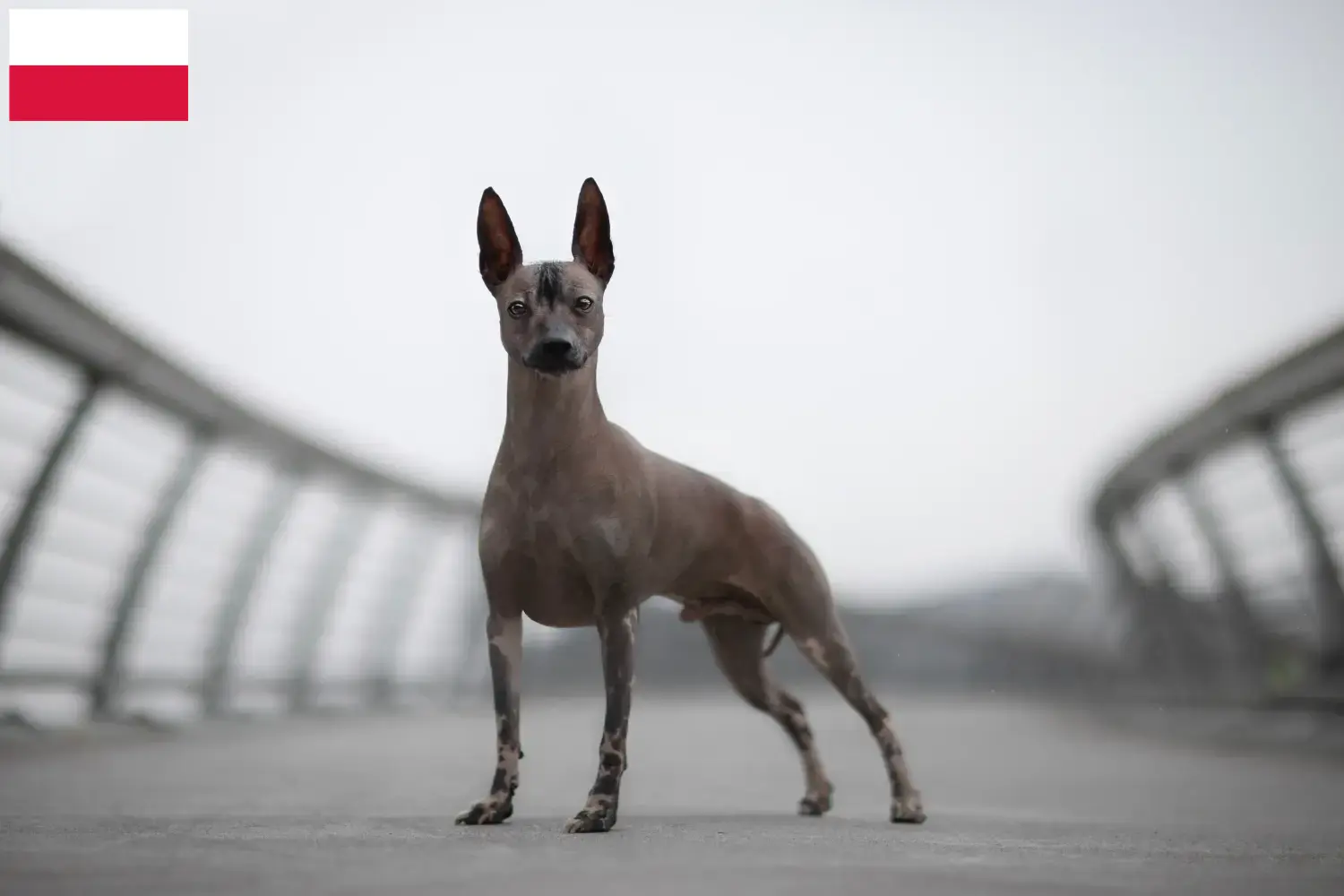 Read more about the article Criador de cães sem pelo peruanos e cachorros na Polónia