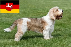 Read more about the article Criadores de Petit Basset Griffon Vendéen e cachorros na Baixa Saxónia