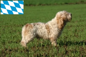 Read more about the article Criadores de Petit Basset Griffon Vendéen e cachorros na Baviera