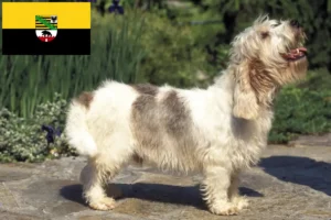 Read more about the article Criadores de Petit Basset Griffon Vendéen e cachorros em Saxónia-Anhalt