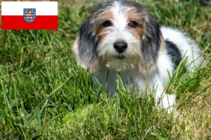 Read more about the article Criadores de Petit Basset Griffon Vendéen e cachorros na Turíngia