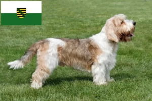 Read more about the article Criadores de Petit Basset Griffon Vendéen e cachorros na Saxónia