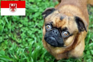 Read more about the article Criadores de Petit Brabançon e cachorros em Brandenburg