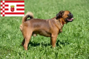 Read more about the article Criadores de Petit Brabançon e cachorros em Bremen