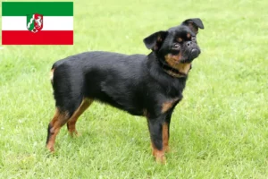 Read more about the article Criadores de Petit Brabançon e cachorros na Renânia do Norte-Vestefália